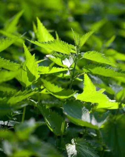 A Wealth of Nettle Benefits